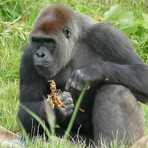 Western lowland gorilla, September 2018