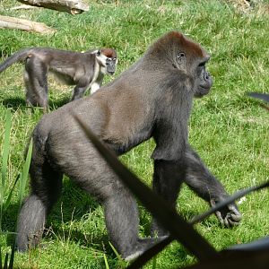 Gorilla and red-capped mangabey, September 2018