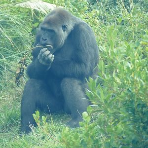 Western lowland gorilla, September 2018