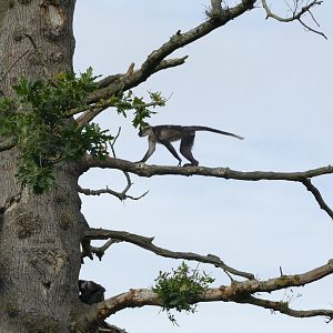 Red-capped mangabeys, September 2018