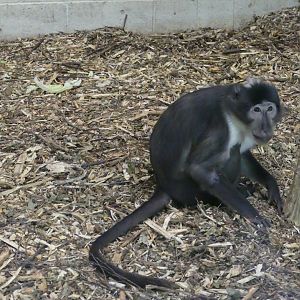 White-crowned mangabey, September 2018