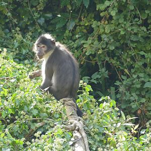 White-crowned mangabey, September 2018