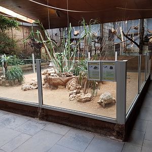 Tortoise - Elephant-shrew enclosure