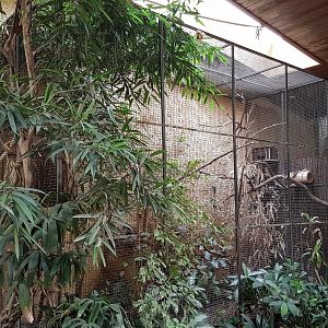 Tree-shrew enclosure