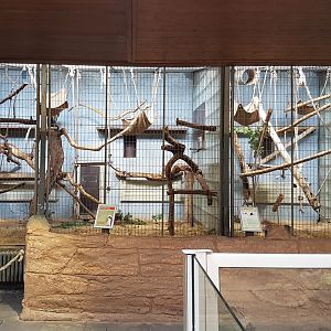 King colobus indoor-enclosures
