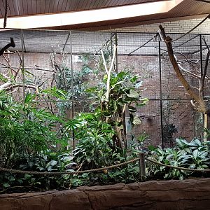 White-browed coucal aviary