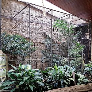 Aviary Ground thrush - Emerald dove - Wood partridge