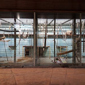 Indoor-enclosures Norther white-cheeked gibbon