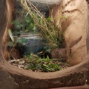 Stick insect enclosure