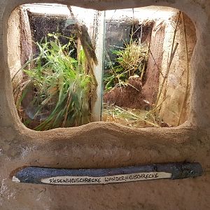 Blue-winged grasshopper ( Tropidacris collaris ) - Locust enclosures