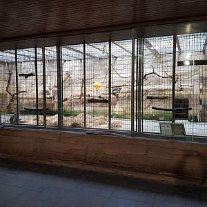 White-naped mangabey indoor enclosure