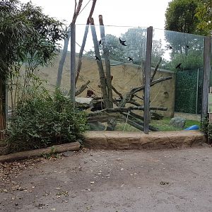 Boerneo orang utan outdoor-enclosure