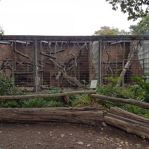 Siamang outdoor-enclosure