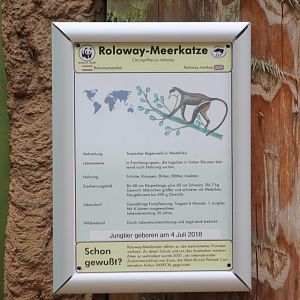 Sign Roloway monkey - with birth-note