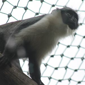 Roloway monkey - youngster