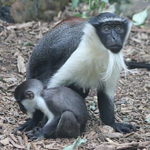 Roloway monkey with baby