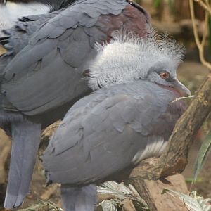 Young Red-breasted crowned pigeon