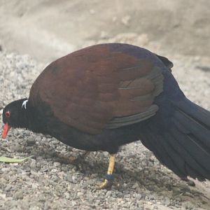White-naped pheasant-pigeon