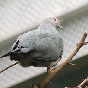 Pink-headed imperial pigeon