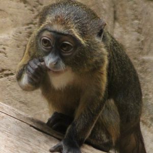 DeBrazza monkey - youngster