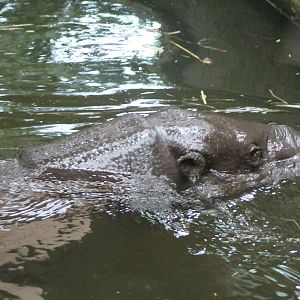 Pygmy hippo