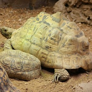 Panther tortoises