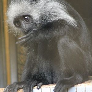 King colobus