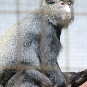 Eastern putty-nosed monkey