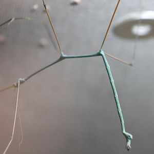 Blue stick insect