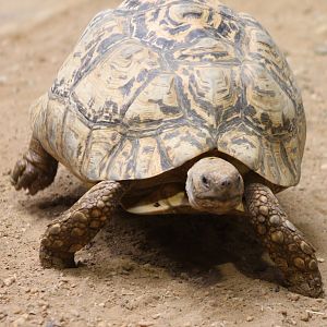Panther tortoise