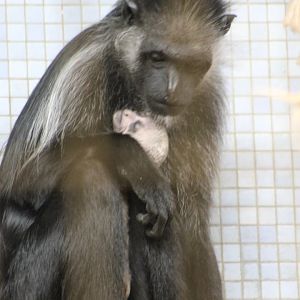 King colobus with baby