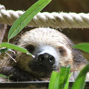 Two-toed sloth