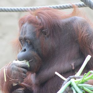 Borneo orang utan
