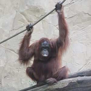 Borneo orang utan
