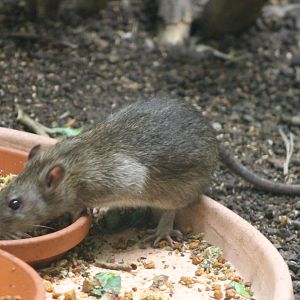 Brown rat