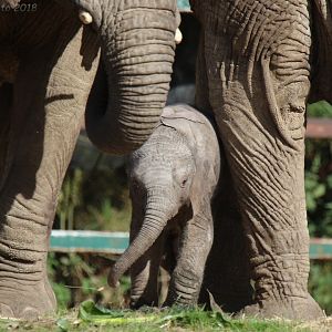 African Elephant Baby