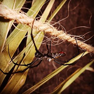 Madagascar Red-legged golden orb-weaver