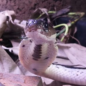 Indochinese Spitting Cobra