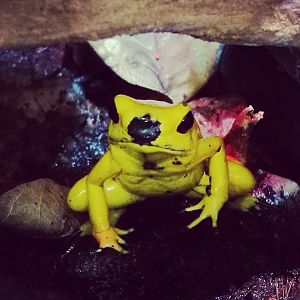 Phyllobates terribilis