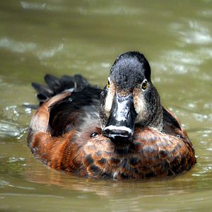 ring neck duck (female?)