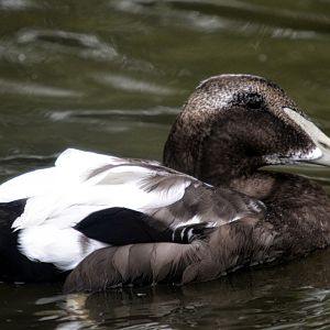 eclipsed eider
