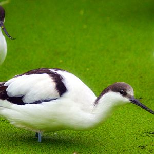 Pied Avocets