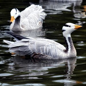 Bar Headed Geese
