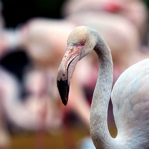Greater Flamingo