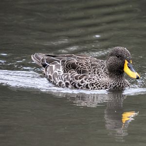 yellow billed duck