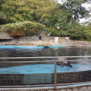 Californian sea-lion enclosure