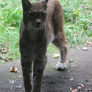 European lynx