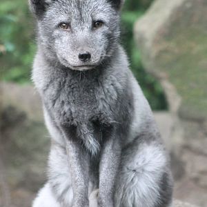 Arctic fox