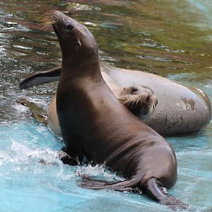 Californian sea-lions
