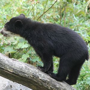 Andean bear - youngster